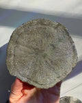 Pyrite Sun Baltic Mermaid