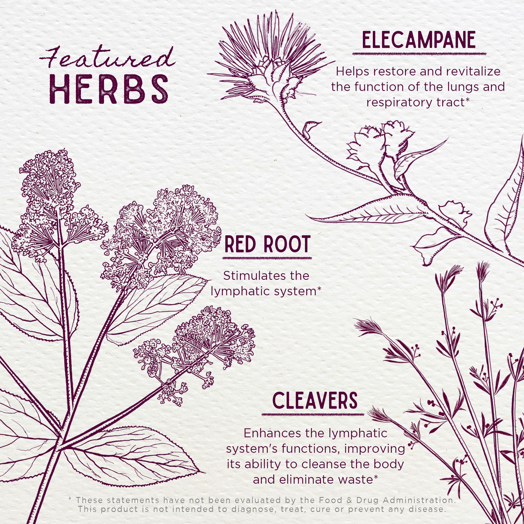 Respiratory Strength, Daily Support WishGarden Herbs